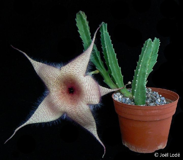 Stapelia gigantea P1310152